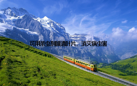 可用杀虫剂喷洒叶片, 消灭病虫害