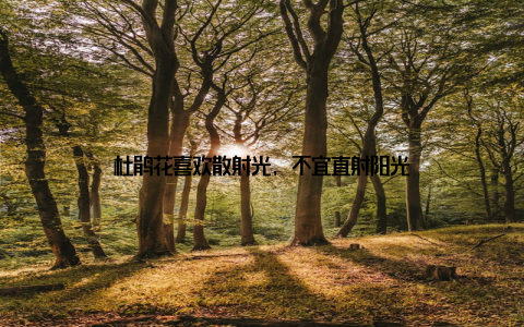 杜鹃花喜欢散射光, 不宜直射阳光