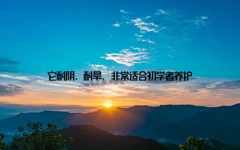 它耐阴、耐旱, 非常适合初学者养护