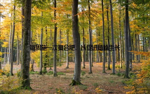 每周施一次复合肥, 以促进植株生长