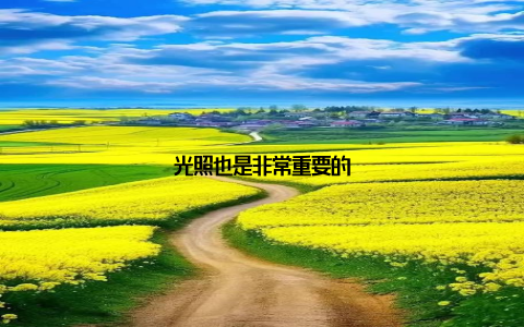 光照也是非常重要的