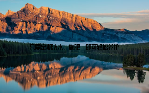 只需定期浇水、施肥, 即可轻松养护