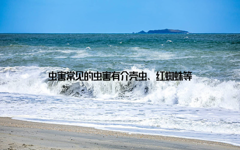 虫害常见的虫害有介壳虫、红蜘蛛等