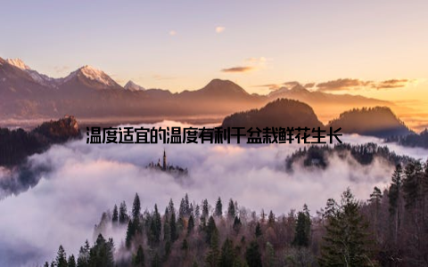 温度适宜的温度有利于盆栽鲜花生长