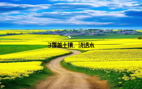 3覆盖土壤, 浇透水