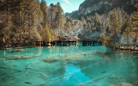 保持土壤微湿即可, 避免积水