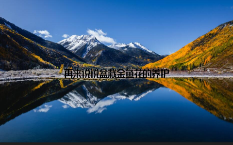 再来说说盆栽金鱼花的养护