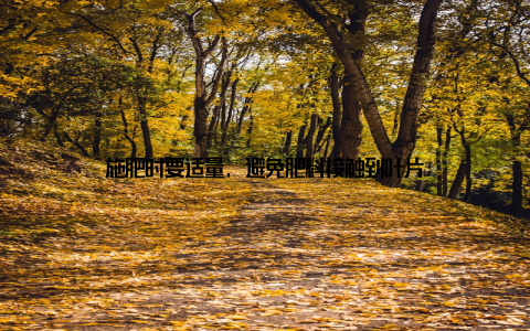 施肥时要适量, 避免肥料接触到叶片