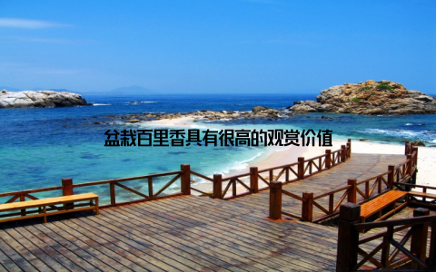 盆栽百里香具有很高的观赏价值