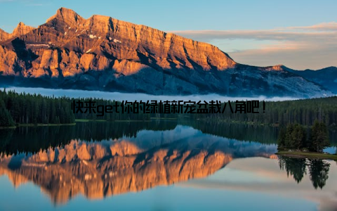 快来get你的绿植新宠盆栽八角吧!