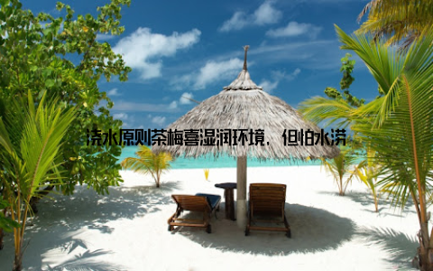 浇水原则茶梅喜湿润环境, 但怕水涝