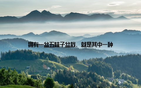 拥有一盆五味子盆栽, 就是其中一种