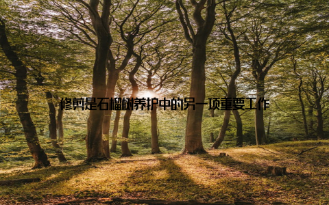 修剪是石榴树养护中的另一项重要工作