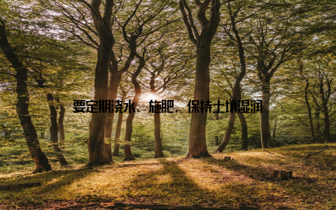 要定期浇水、施肥, 保持土壤湿润