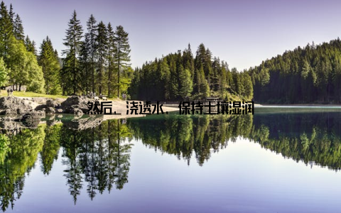 然后, 浇透水, 保持土壤湿润