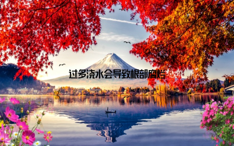 过多浇水会导致根部腐烂