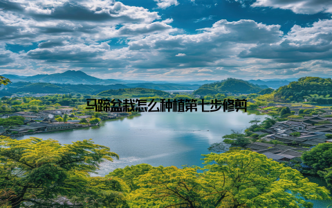 马蹄盆栽怎么种植第七步修剪