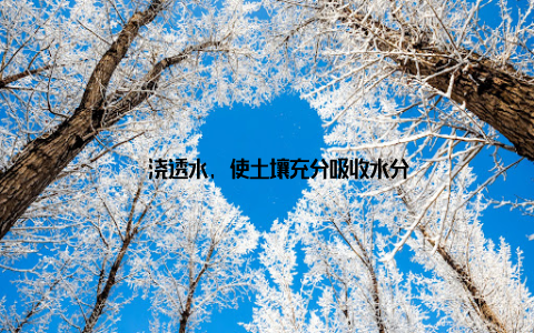 – 浇透水, 使土壤充分吸收水分