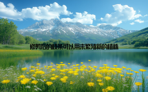 修剪后的枝条可以用来繁殖新的植株