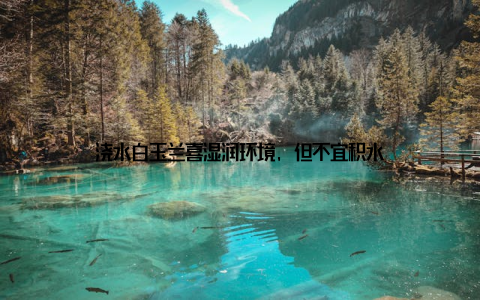 浇水白玉兰喜湿润环境, 但不宜积水