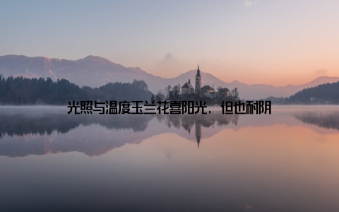 光照与温度玉兰花喜阳光, 但也耐阴
