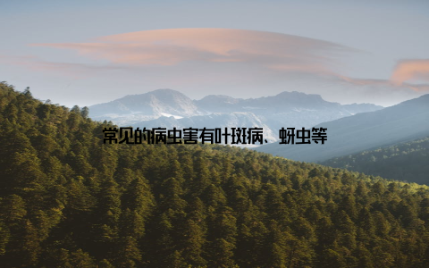 常见的病虫害有叶斑病、蚜虫等