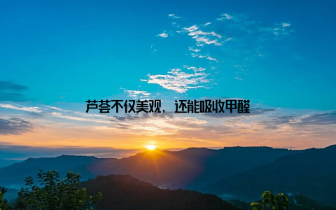 芦荟不仅美观, 还能吸收甲醛