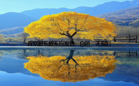 观察根系根系应发达、白色, 无腐烂