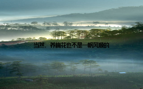 当然, 养梅花也不是一帆风顺的