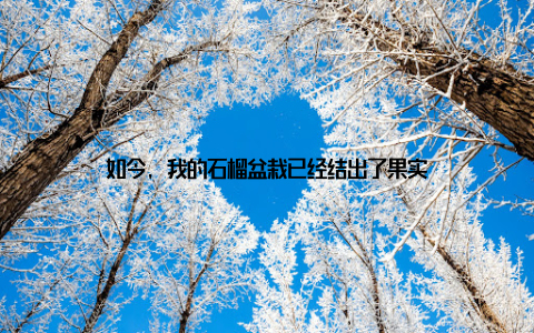 如今, 我的石榴盆栽已经结出了果实