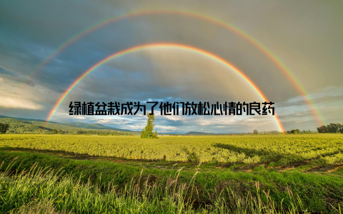 绿植盆栽成为了他们放松心情的良药