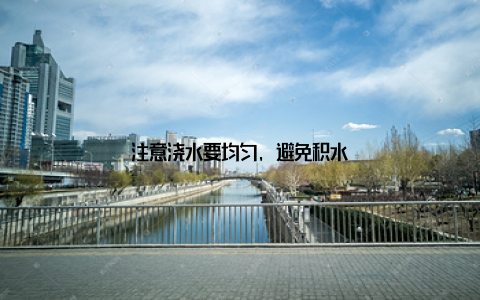 注意浇水要均匀, 避免积水