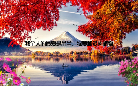 我个人的最爱是吊兰、绿萝和多肉植物