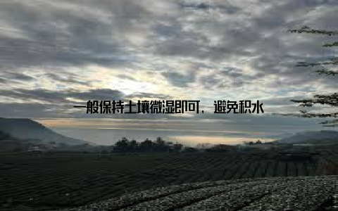 一般保持土壤微湿即可, 避免积水