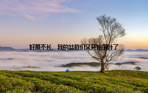 好景不长, 我的盆栽们又开始落叶了