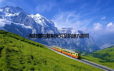 一般放置在散射光充足的地方即可