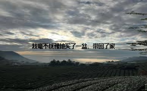 我毫不犹豫地买了一盆, 带回了家