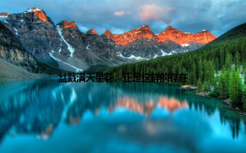 盆栽满天星花, 正是这样的存在