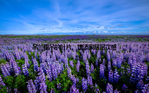 吊兰垂吊的叶片, 增添家居层次感