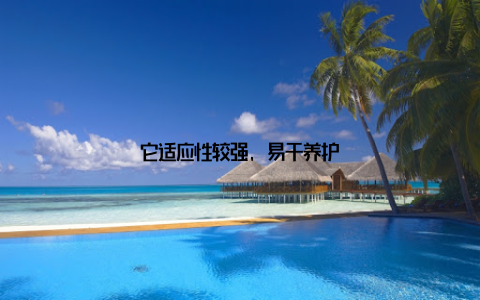 它适应性较强, 易于养护