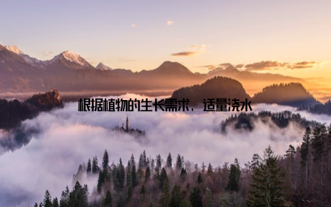 根据植物的生长需求, 适量浇水