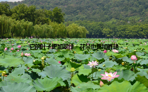 它的叶子更加翠绿, 花朵也更加鲜艳