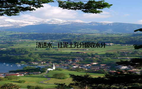 浇透水, 让泥土充分吸收水分