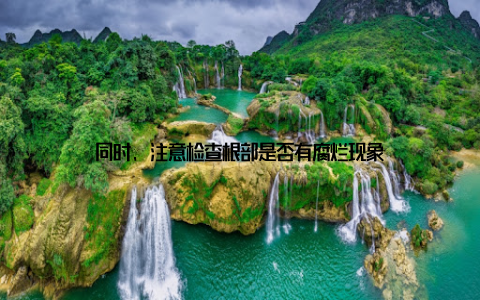 同时, 注意检查根部是否有腐烂现象