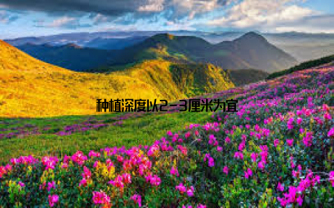 种植深度以2-3厘米为宜