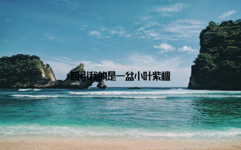 吸引我的是一盆小叶紫檀