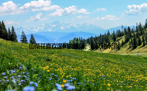 山茶花喜欢湿润的环境, 但又怕水涝