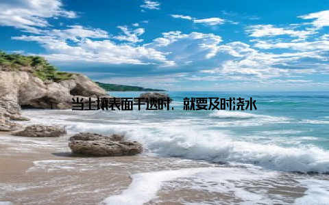 当土壤表面干透时, 就要及时浇水