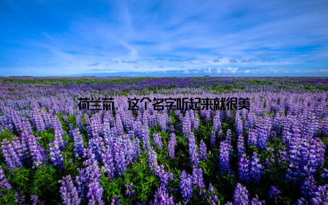 荷兰菊, 这个名字听起来就很美