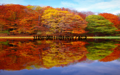 盆栽的黄叶问题得到了解决